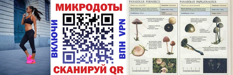 Псилоцибиновые грибы прущие грибы  Коммунар 